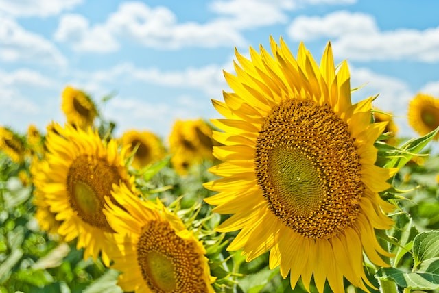 Summer Solstice